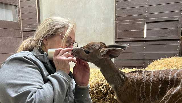 Cincinnati Zoo announces birth of lesser kudu calf, receiving care from neonate team - Vimarsana News
