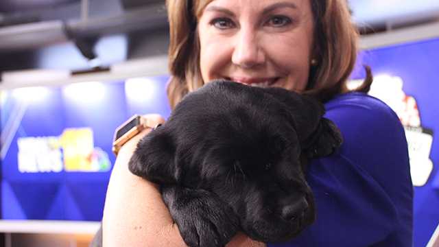 WBAL-TV's Puppy with a Purpose has a name!