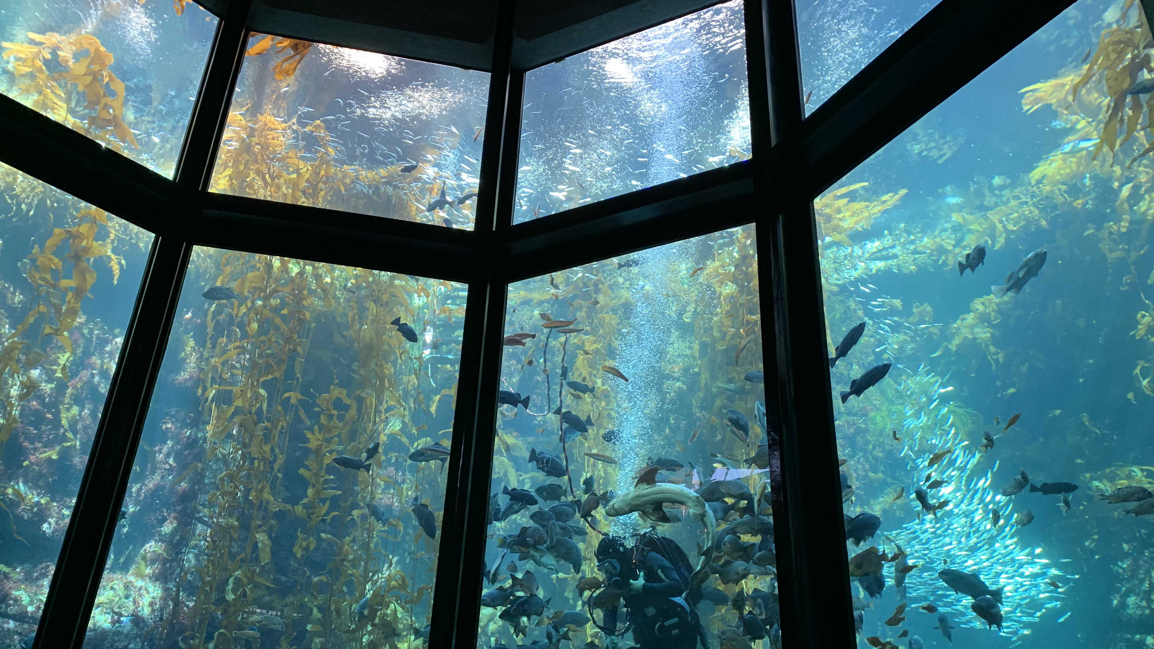 are dogs allowed in monterey bay aquarium