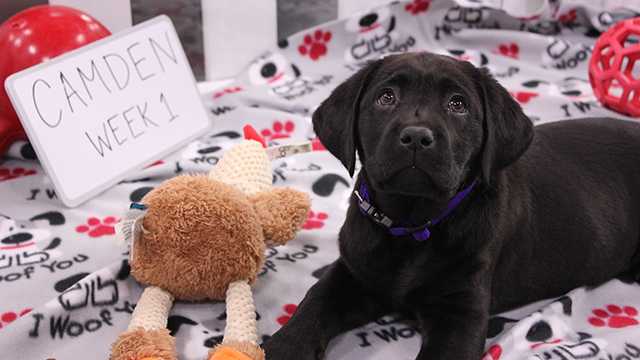 WBAL-TV's Puppy with a Purpose has a name!