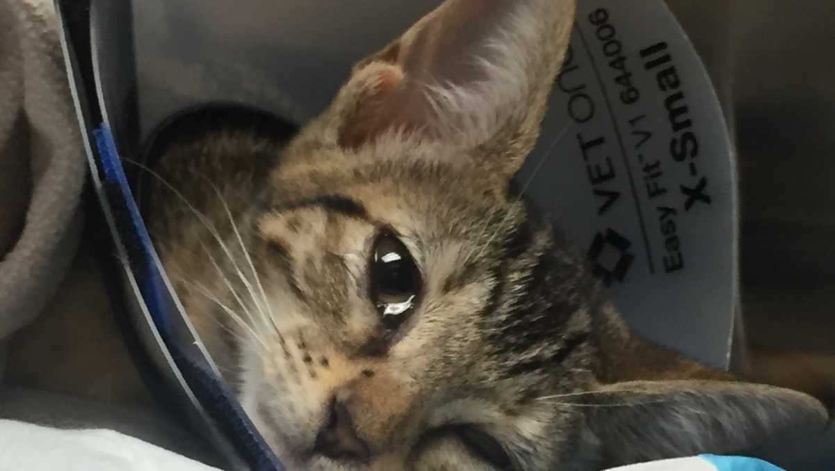 Kitten tossed out of car on I-95 recovering from surgery
