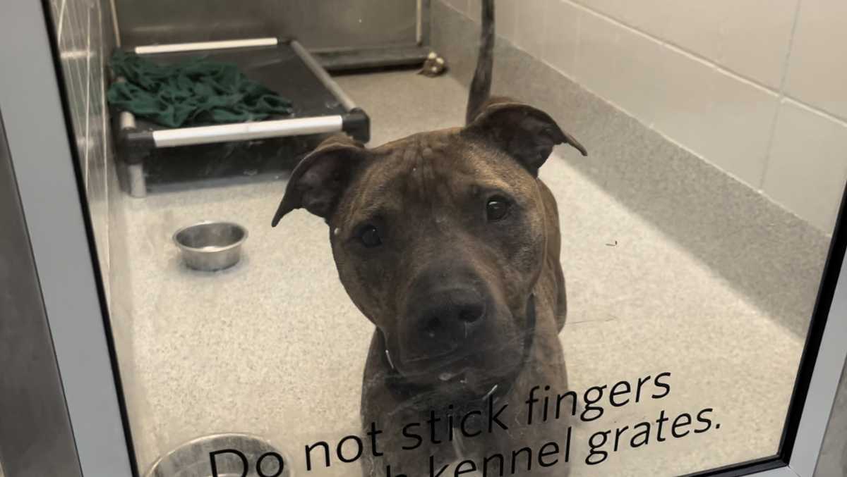 Omaha community adopts dogs after Nebraska Humane Society reaches capacity