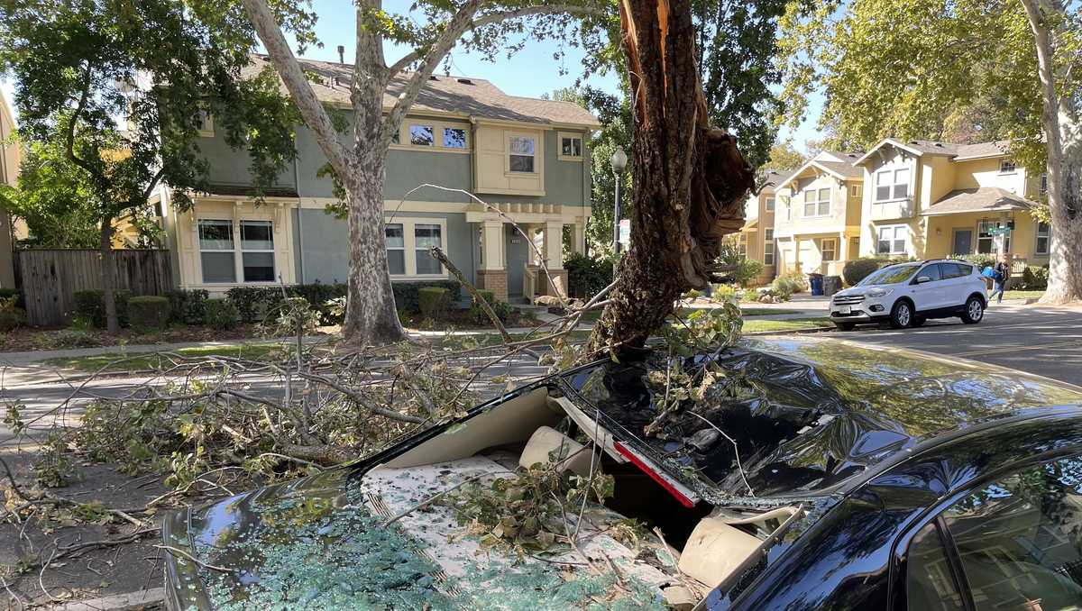 Strong winds in Sacramento area down tree limbs, affect driving conditions
