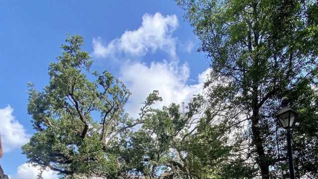 Jackson Square vendors say tragic tree accident could have been avoided - Vimarsana News