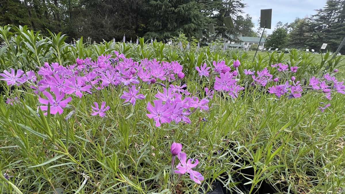 Growing roots with Michelle Kennedy