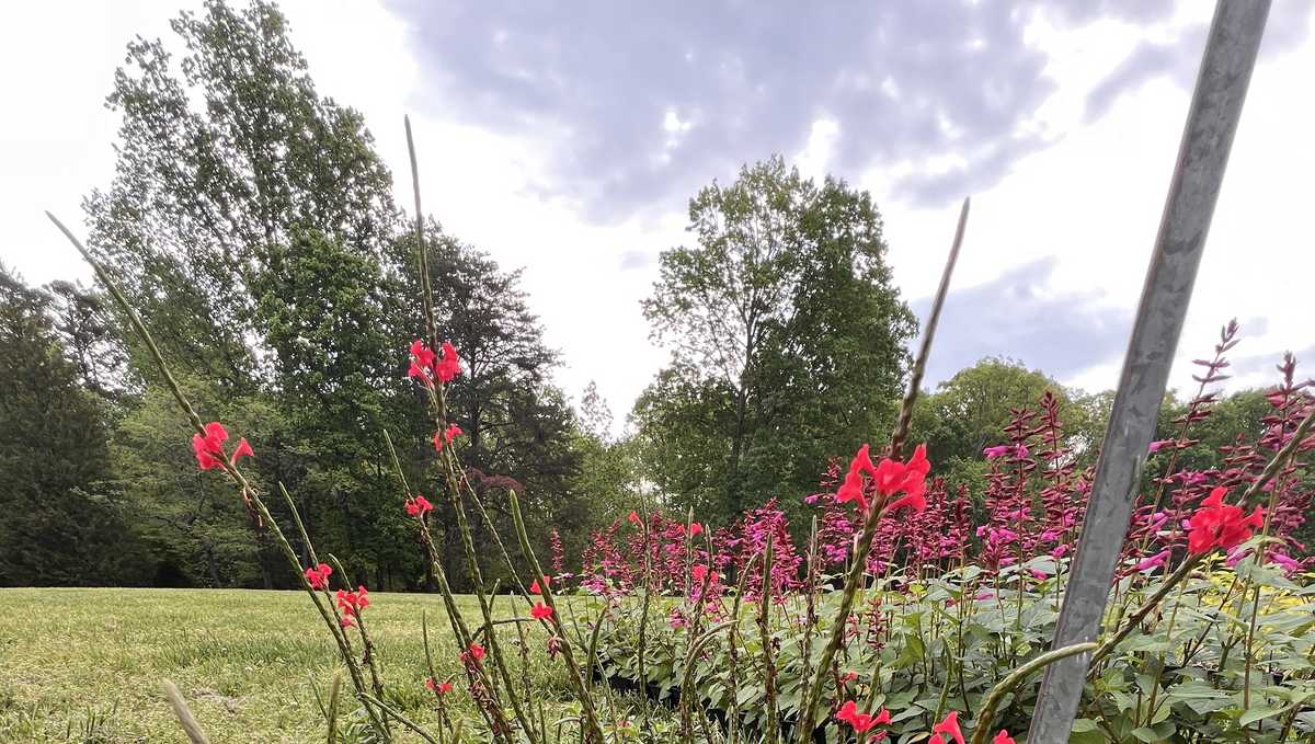 Feels like summer, but FALL PLANT sales are here!