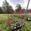 Feels like summer, but FALL PLANT sales are here! | Reynolda Gardens, Paw-Paw Field Day this weekend