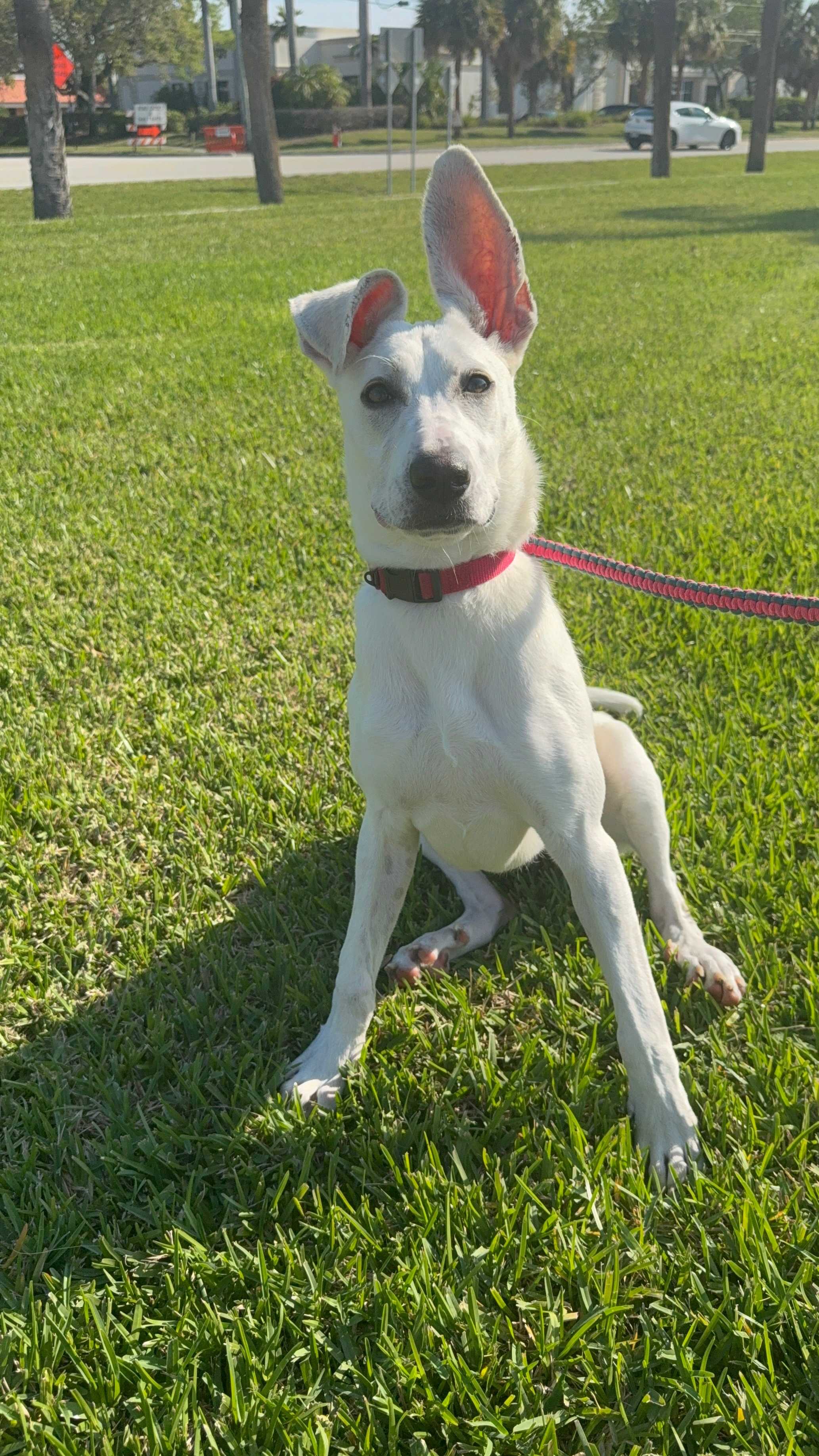 WPBF to the Rescue: Helping animals find forever homes