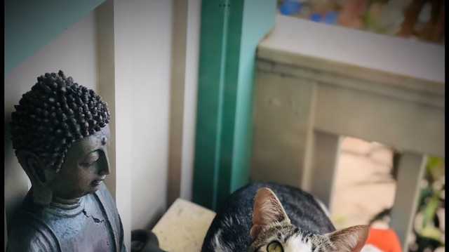 Cat that survived Maui wildfires will find new home in Sacramento - Vimarsana News