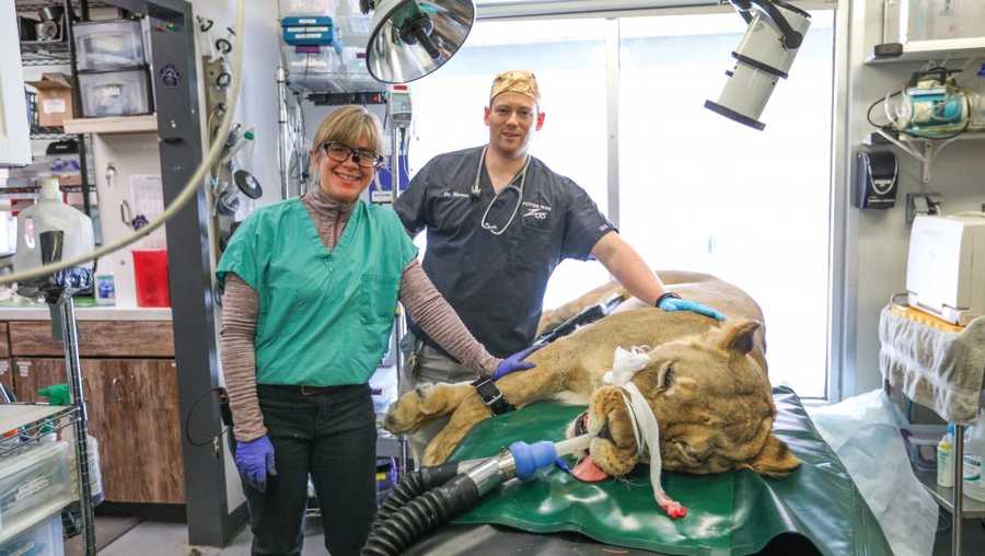 Dr. Ronan Eustace and Dr. Colleen Turner after a successful root canal procedure on an Ulana Lion.