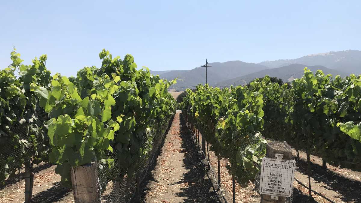 Monterey County wine grape harvest back to 'normal' schedule