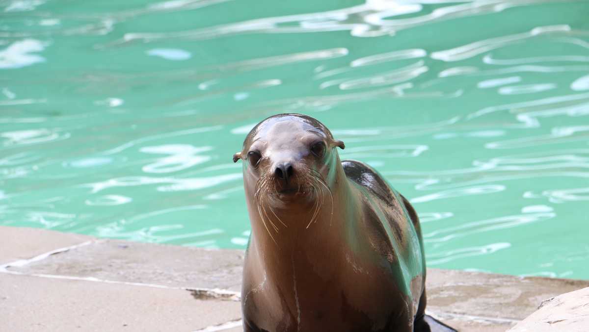 Fun Facts About Sea Lions