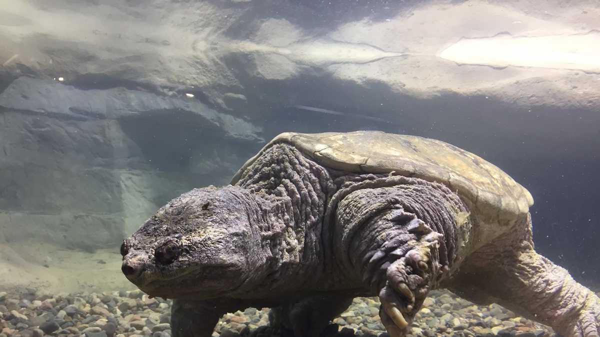 World's largest common snapping turtle returns to Schramm park