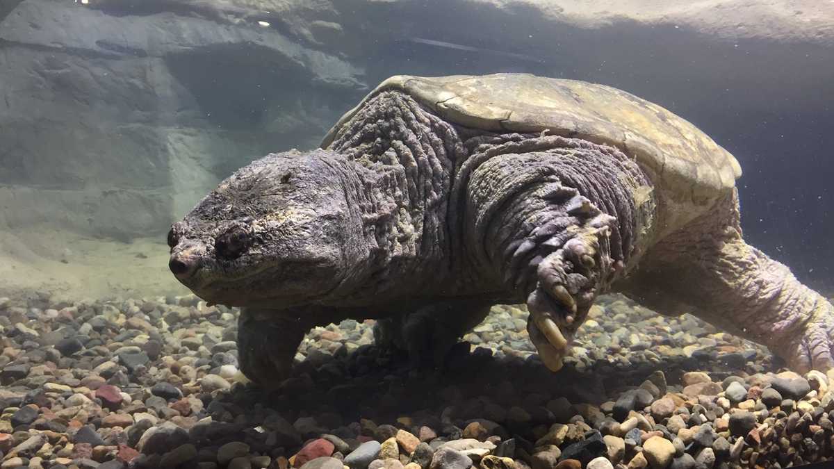 largest common snapping turtle