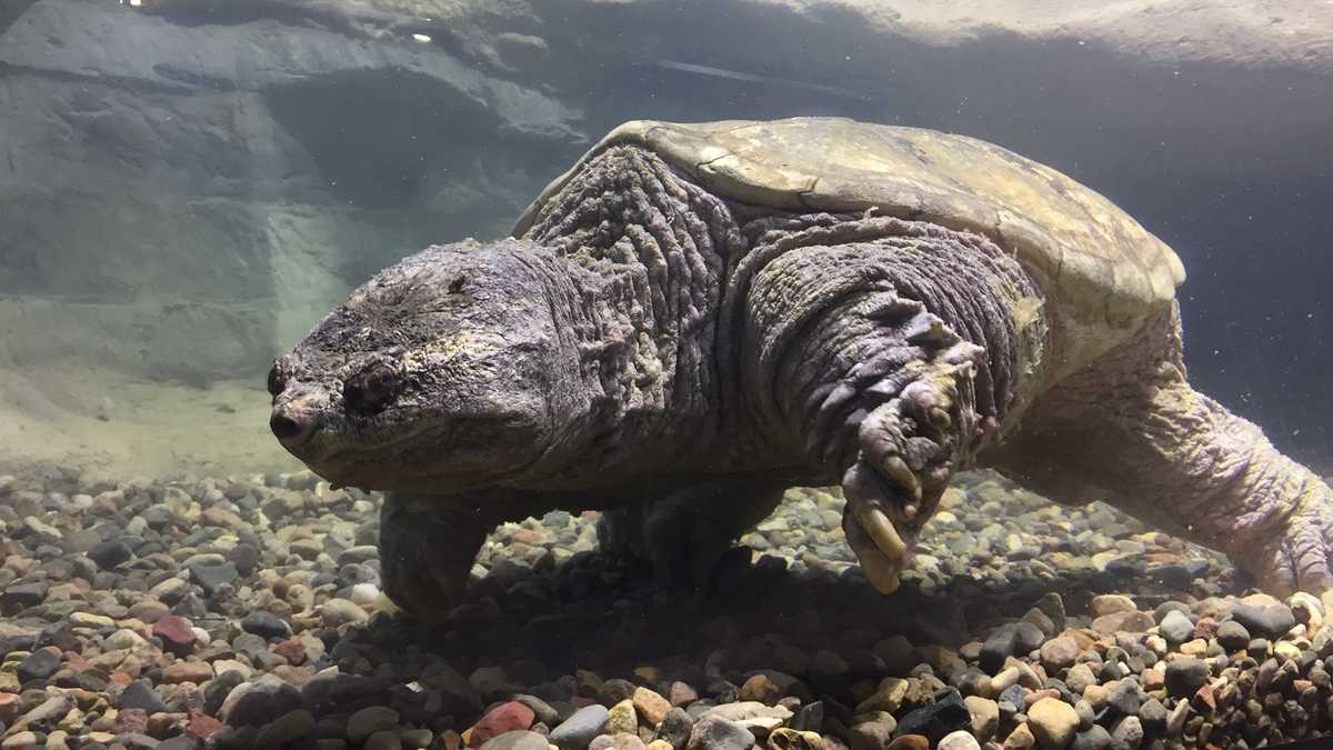 World's largest common snapping turtle returns to Schramm park