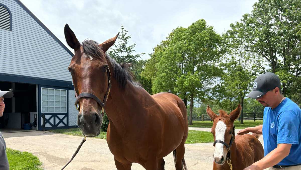 Broodmare Puca can make history if Baeza wins Belmont Stakes