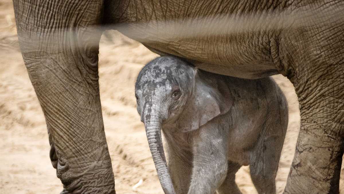 Omaha’s Henry Doorly Zoo fifth baby elephant birth