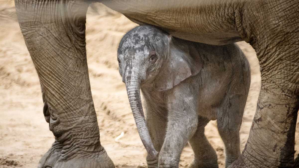 Omaha’s Henry Doorly Zoo fifth baby elephant birth