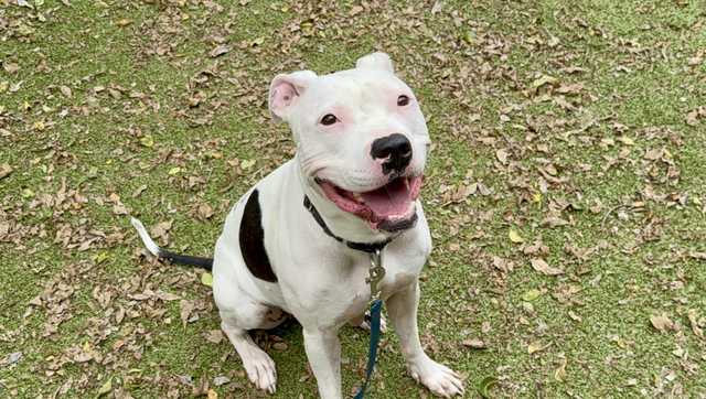 Fun, energetic girl: Meet Snow, the Nebraska Humane Society's pet of the week