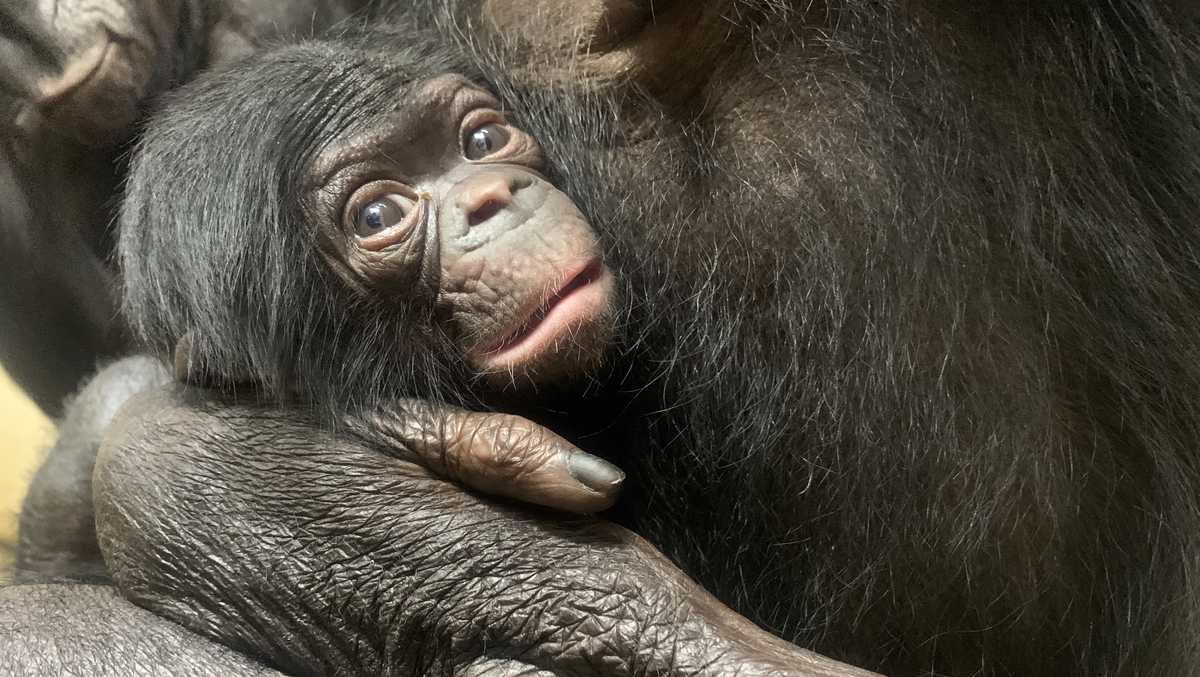 After thousands of votes, Cincinnati Zoo names baby bonobo Amali