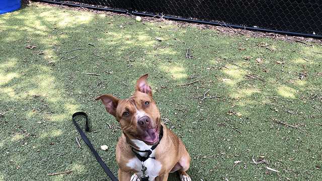 Meet the Nebraska Humane Society's pet of the week