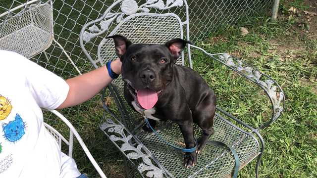 Meet the Nebraska Humane Society's pet of the week