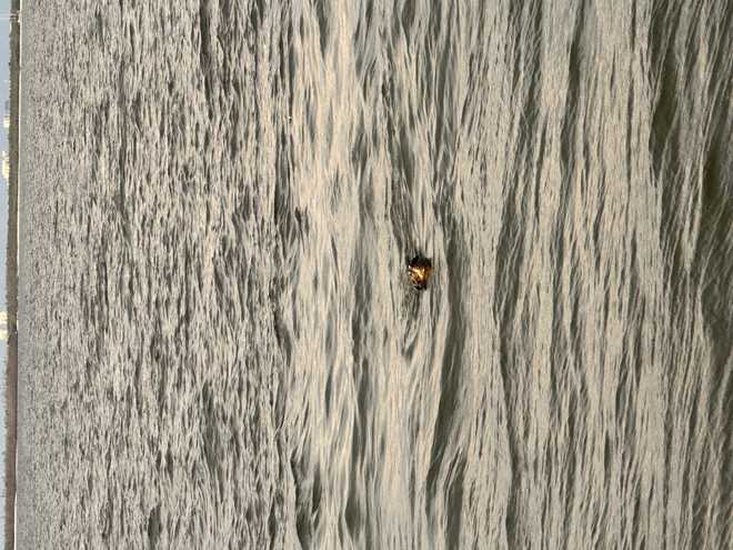 dog floating in the water off the gulf of mexico