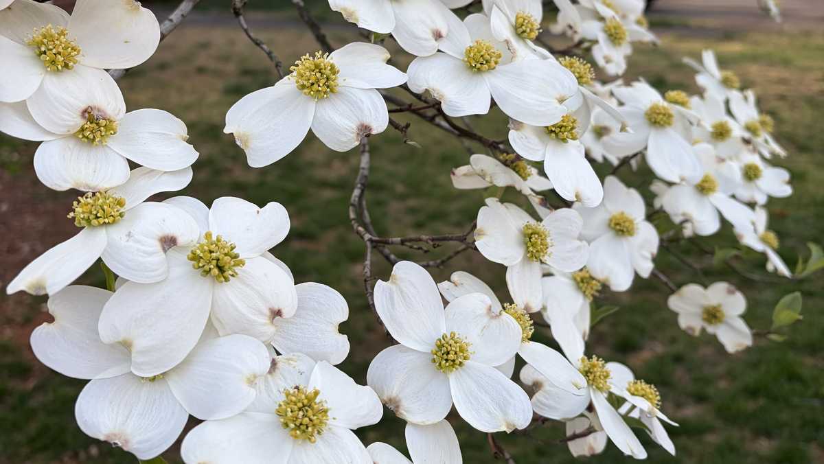 North Carolina doctor offers tips for spring allergy relief