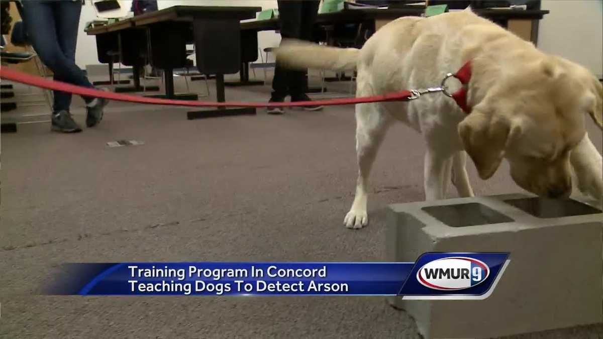 Concord training program teaches dogs to detect arson