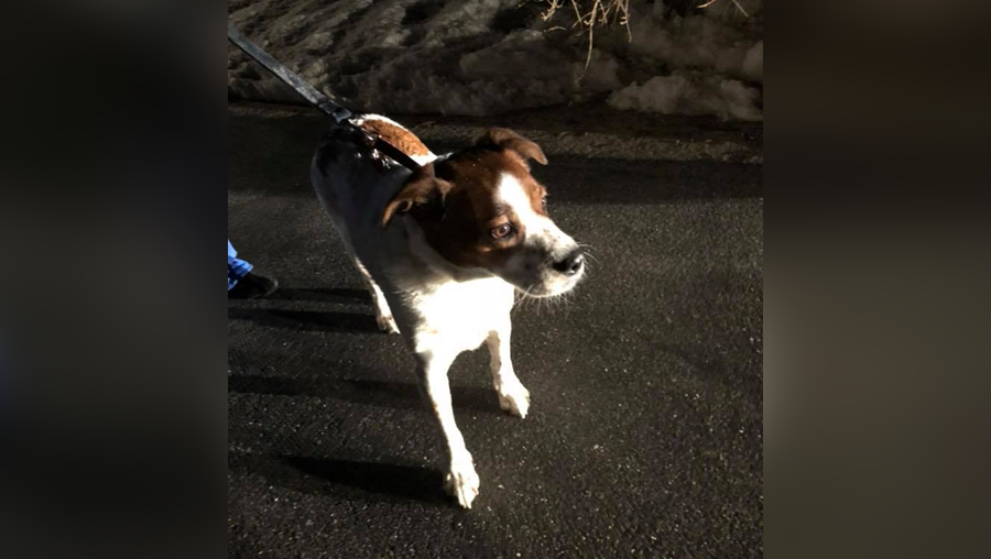 Pelham police rescue missing dog from Beaver Brook during frigid