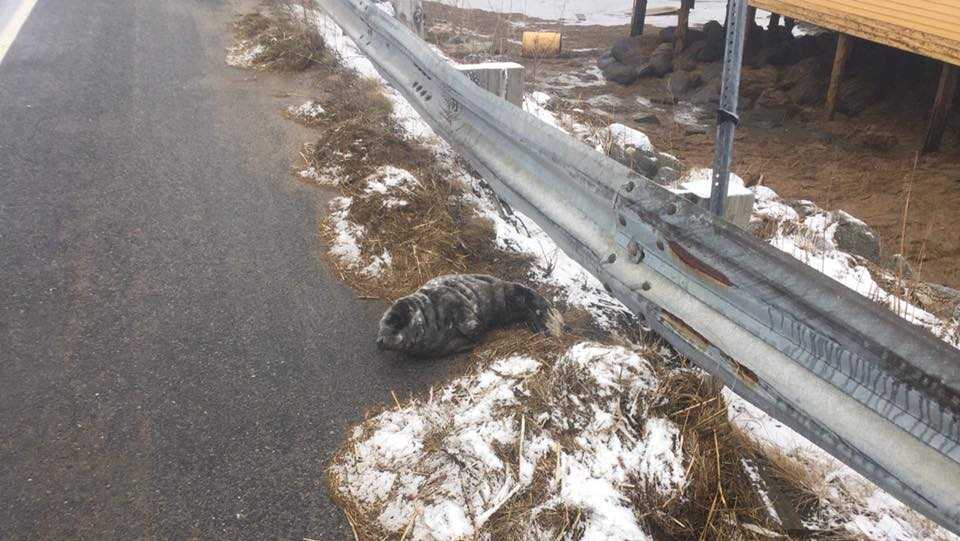 Young gray seal found in Seabrook brought to rehabilitation center