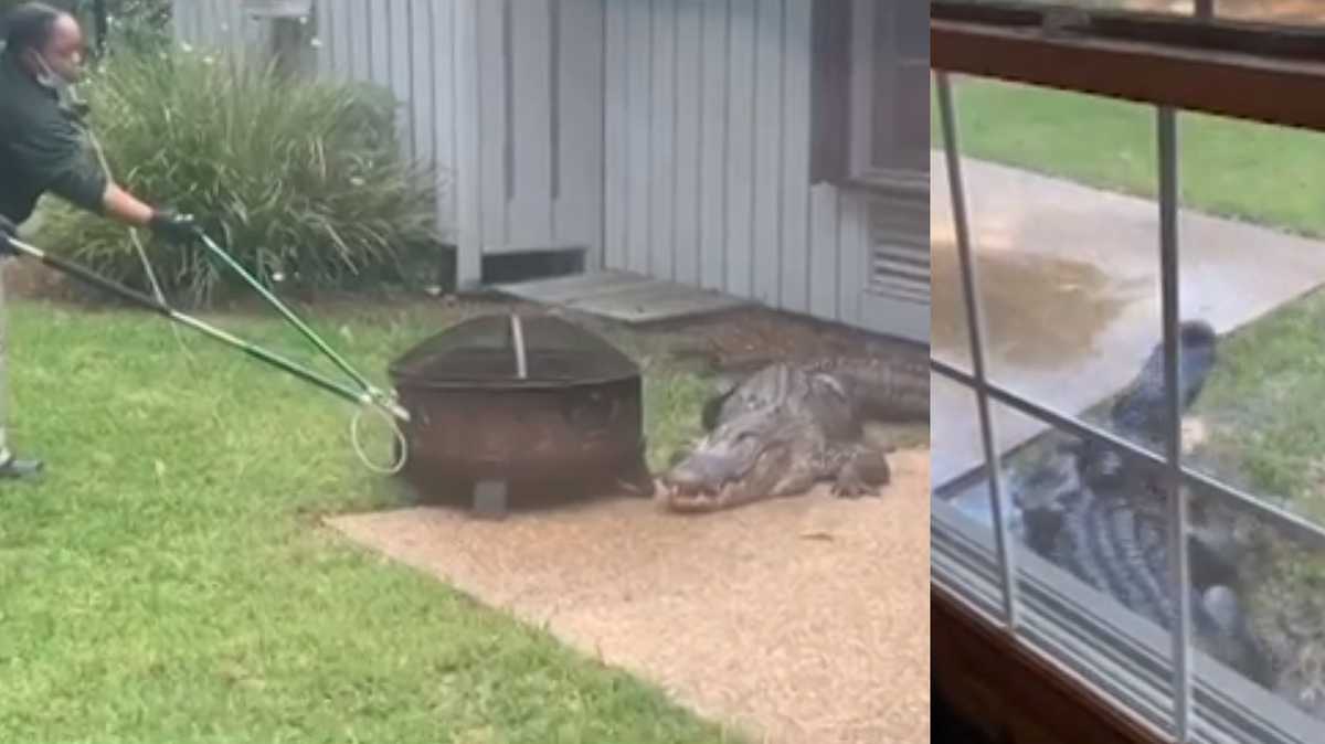 VIDEO: Security guards wrangle disruptive gator 'Big George' in Sea ...