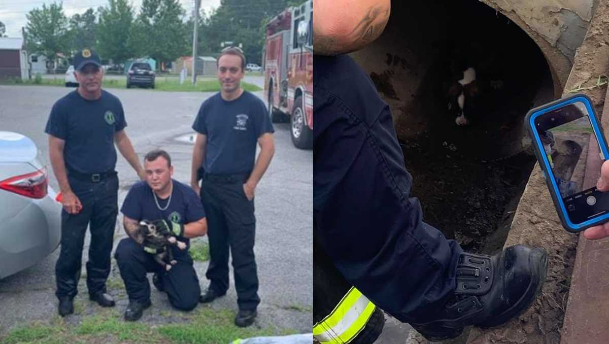 Puppy Rescue: Georgia firefighters save small dog stuck for days in ...