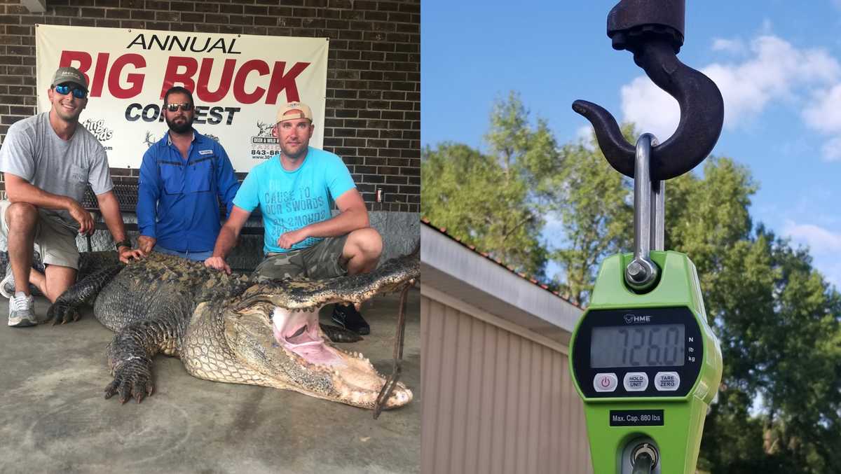 South Carolina hunt goes viral after group captures 700lb. gator