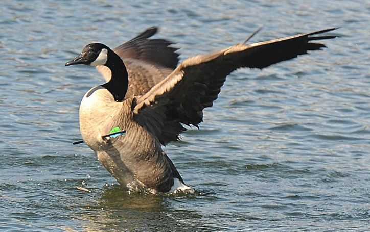 Canada goose outlet 10k zip code