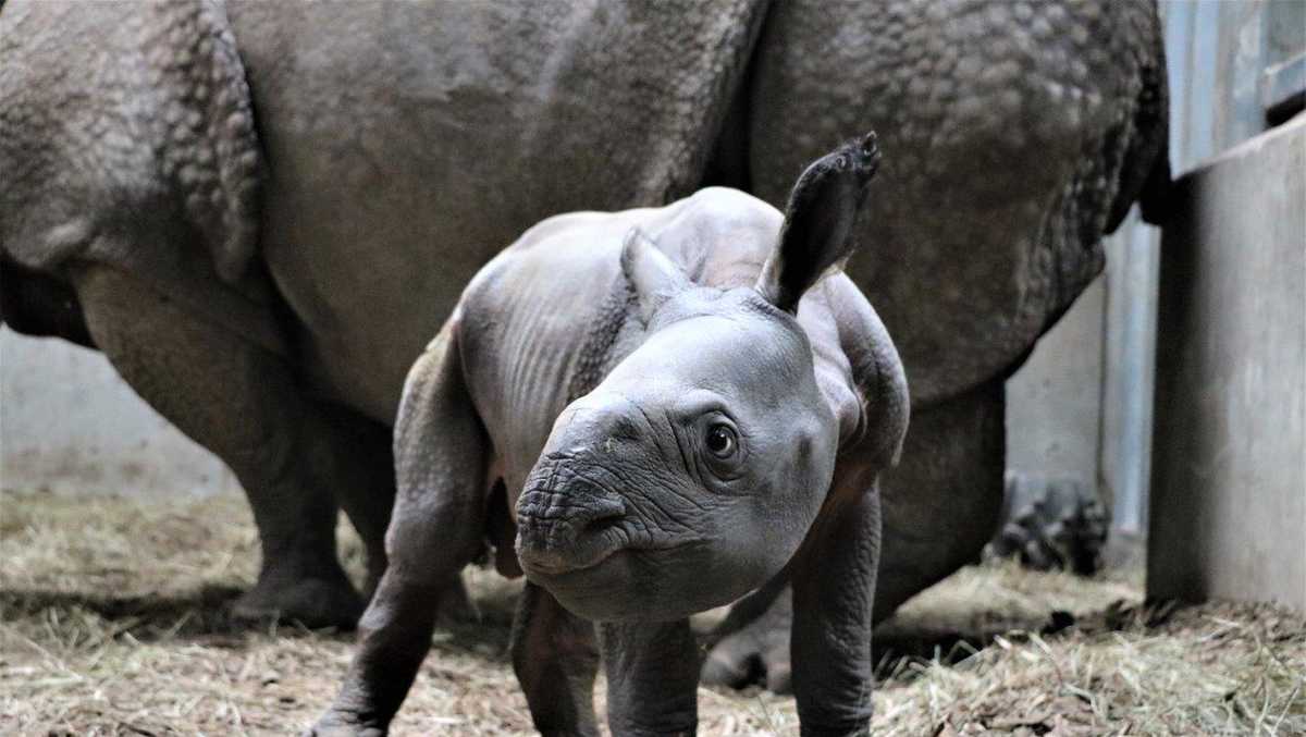 New endangered Indian rhinoceros calf born at Omaha zoo