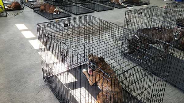 more than 90 dogs rescued from indiana residence