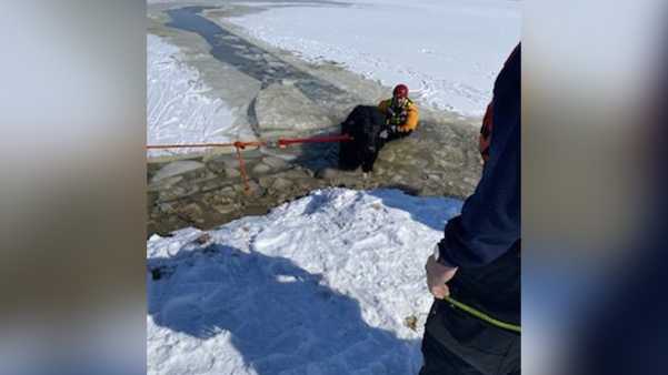 Jeffersonville firefighters put training to use rescuing cow from ...