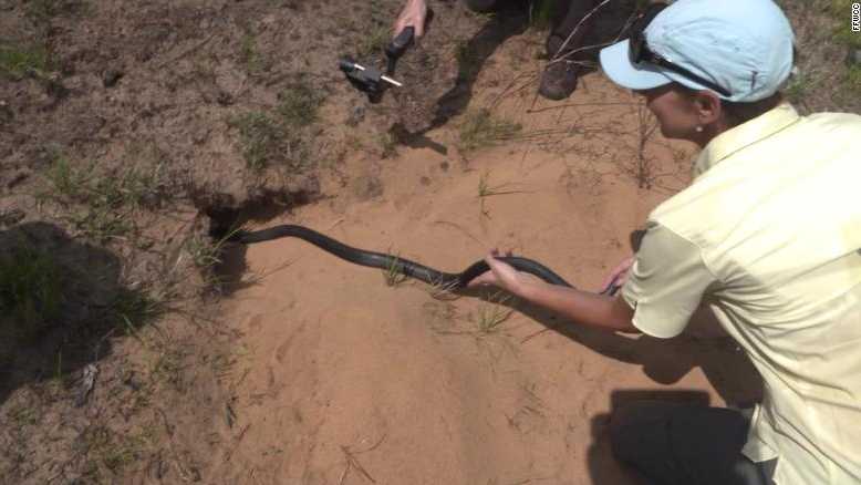 The goal is to re-establish the threatened eastern indigo snake as a top predator in the area.