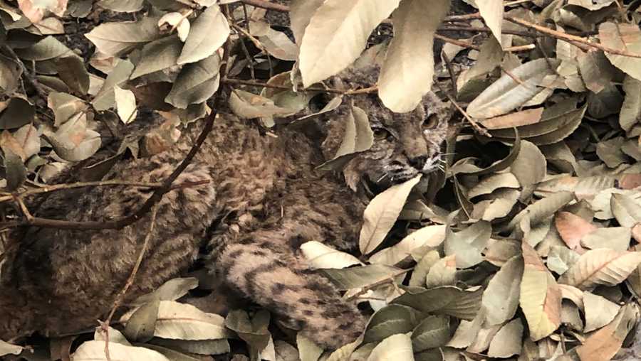 Burned bobcat found in fire ravaged Santa Cruz Mountains