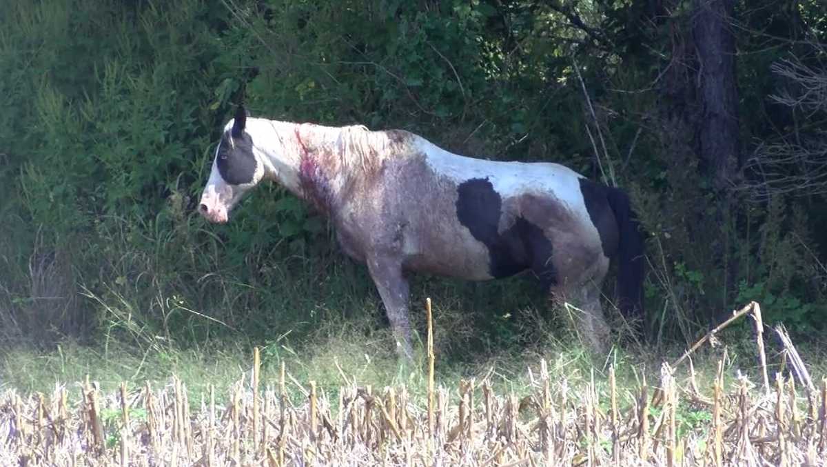 PETA offers 5000 reward in killings of 7 horses, 2 donkeys