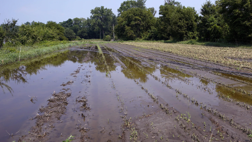 Small farmers hit by extreme weather could get assistance from proposed insurance program - Vimarsana News