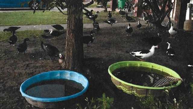 Jefferson Parish invasive ducks - Vimarsana News