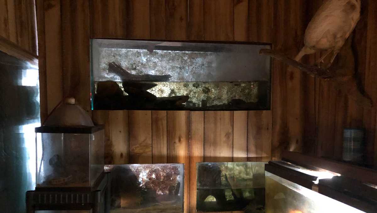 KC Pet Project helps rescue animals from roadside zoo in Iowa