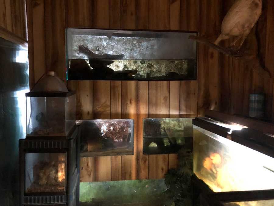 KC Pet Project helps rescue animals from roadside zoo in Iowa