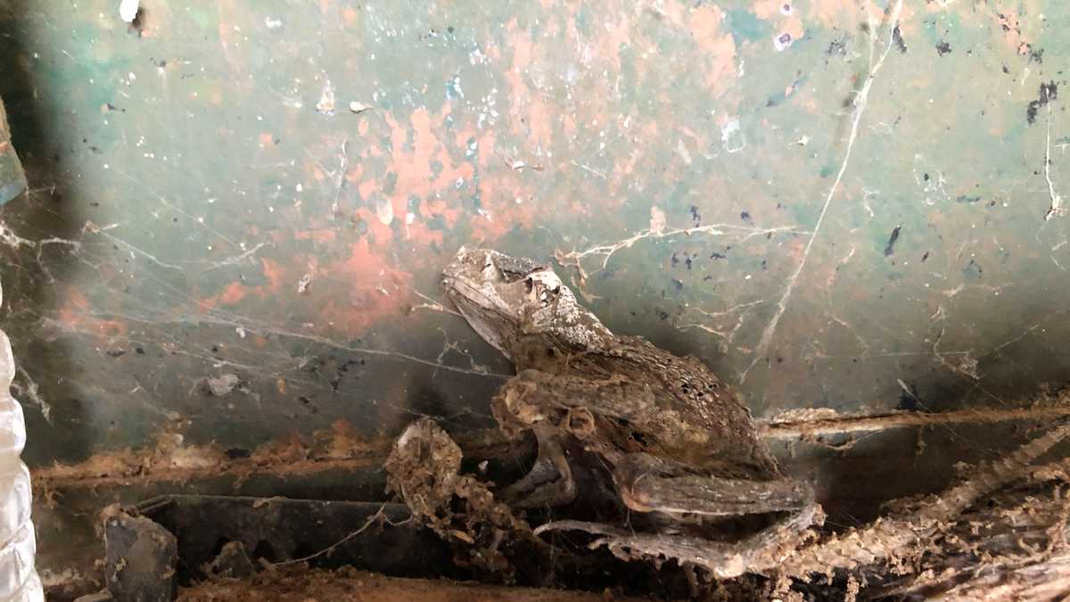 KC Pet Project helps rescue animals from roadside zoo in Iowa