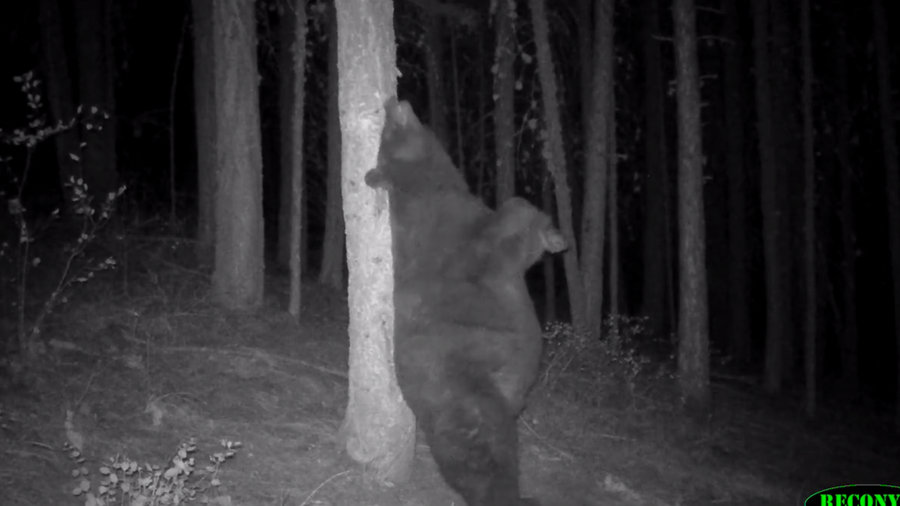 Itchy bear caught on camera in Washington