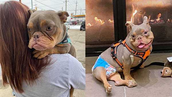 Stood up by initial adopter, dog with spina bifida finally finds forever home - Vimarsana News