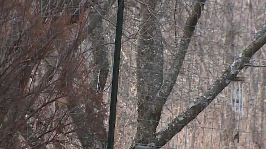 Dog that killed Essex man expected to be euthanized - WPTZ