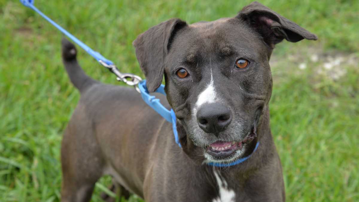 Updated: South Florida Adoptable Pets